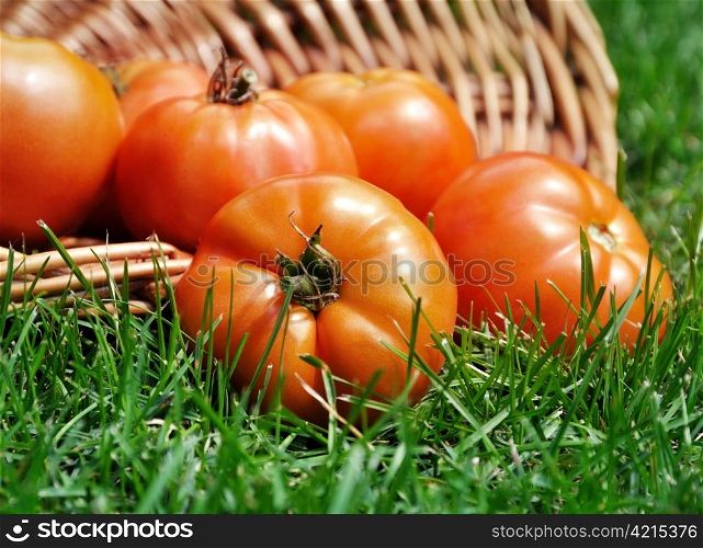 fresh organic tomatoes in a basket on a grass