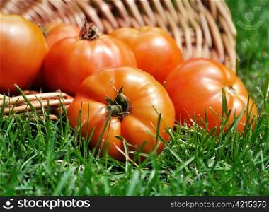 fresh organic tomatoes in a basket on a grass