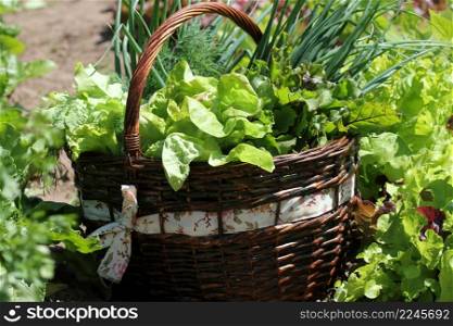 Fresh organic vegetalbles-lettuce,leek, dill,beetroot in a basket placed near a vegetable patch .. Fresh organic vegetalbles-lettuce,leek, dill,beetroot in a basket placed near a vegetable patch
