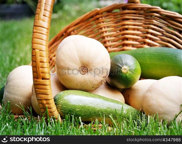 fresh organic zucchini and butternut squash in a basket