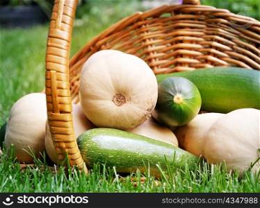 fresh organic zucchini and butternut squash in a basket