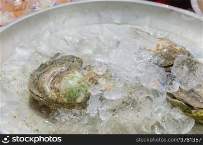 fresh oysters on the ice at the market. oysters