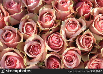 Fresh pale pink roses in bridal flower arrangement