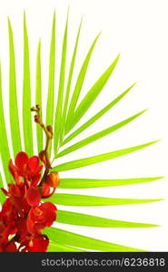 Fresh palm leaves with red orchid isolated on white background, spa floral border