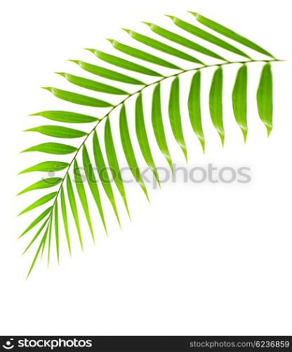 Fresh palm tree branch isolated over white background with text space, plant of tropical beach, green leaves frond, floral decorative summer border