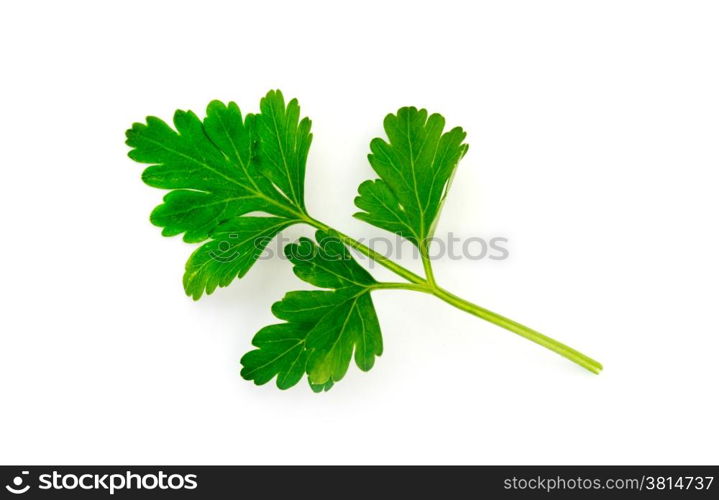 fresh parsley