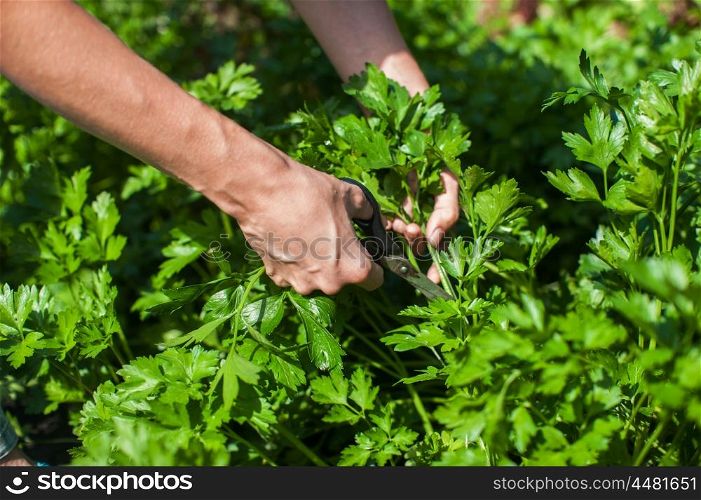 Fresh parsley and hands with scissors. Fresh harvesting parsley