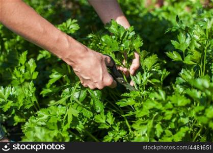 Fresh parsley and hands with scissors. Fresh harvesting parsley