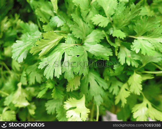 Fresh parsley for sale at the Farmers Market