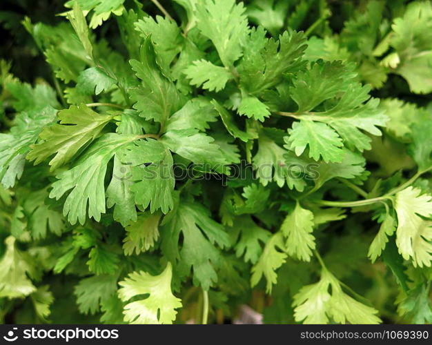 Fresh parsley for sale at the Farmers Market
