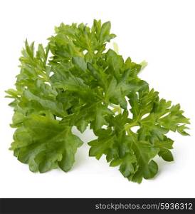 fresh parsley herb leaves isolated on white background cutout