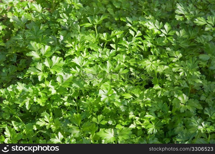 fresh parsley in a biological crop