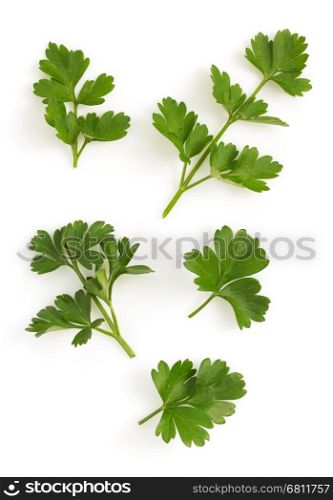 fresh parsley isolated on white background