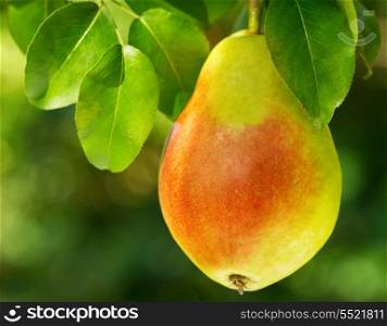 fresh pear in a garden