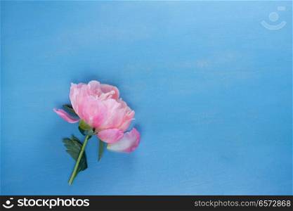 Fresh peony flower with copy space on blue background. Fresh peonies on blue