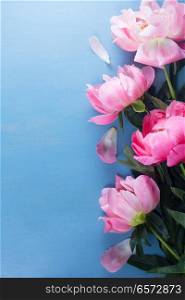 Fresh peony pink flowers border on blue background. Fresh peonies on blue