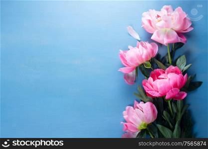 Fresh peony pink flowers on blue background top view. Fresh peonies on blue