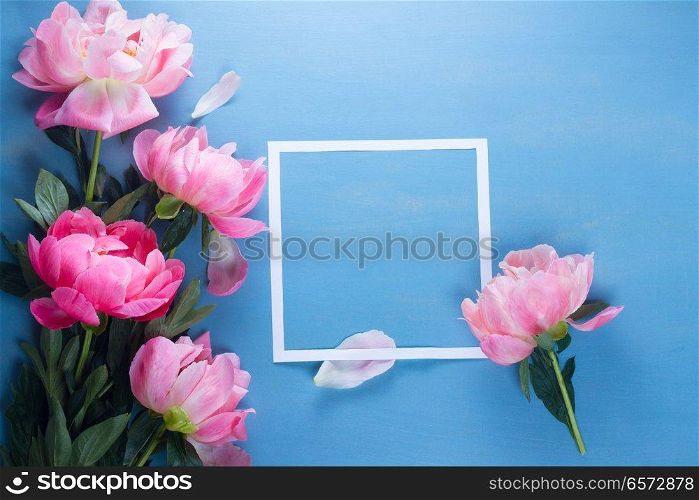 Fresh peony pink flowers with paper square frame close up, copy space on blue background. Fresh peonies on blue
