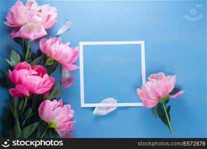 Fresh peony pink flowers with paper square frame close up, copy space on blue background. Fresh peonies on blue