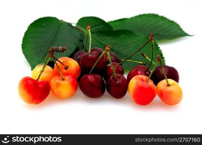 fresh picked bing and rainier cherries on a white background with cherry leaves. Bing And Rainier Cherries