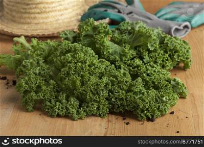 Fresh picked organic curly kale