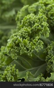 Fresh picked organic curly kale close up