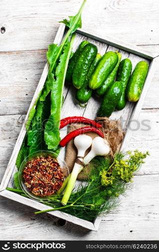 Fresh pickling cucumbers. Wooden box with cucumbers and vegetables prepared for seaming