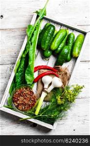 Fresh pickling cucumbers. Wooden box with cucumbers and vegetables prepared for seaming
