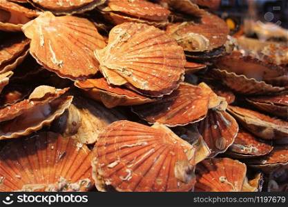 Fresh Pilgrim scallops or Pecten jacobaeus shell in market