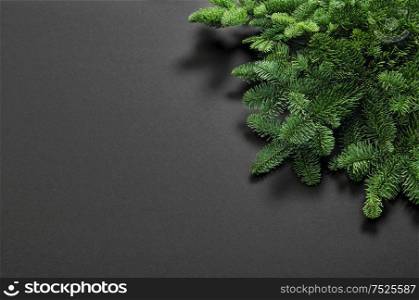 Fresh pine branches on black background. Christmas tree