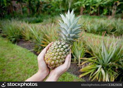 Fresh Pineapple held in hands in a pineapple garden