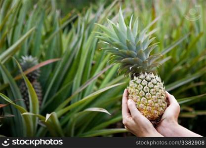 Fresh Pineapple held in hands in a pineapple garden
