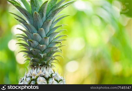 Fresh pineapple on nature background / Close up pineapple tropical fruit