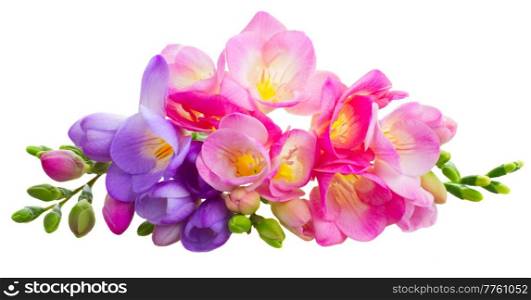 Fresh pink and blue freesia flowers with buds isolated on white background. Fresh freesia flowers