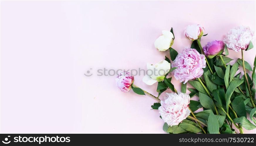 Fresh pink and white peony flowers, branches and petals on plain pink background, flat lay scene. Fresh peony flowers