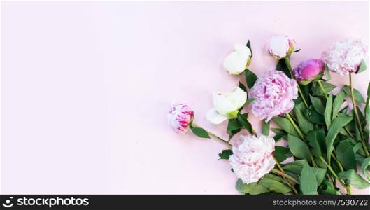 Fresh pink and white peony flowers, branches and petals on plain pink background, flat lay scene. Fresh peony flowers