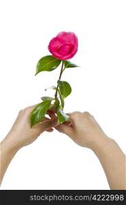 Fresh pink flower held in two hands on white background