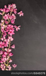 Fresh pink flowers on dark slate table. Top view with copy space