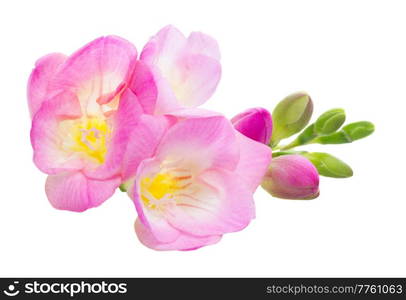 Fresh pink freesia flowers isolated on white background. Fresh freesia flowers