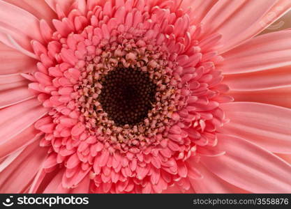 fresh pink gerbera isolated on white background