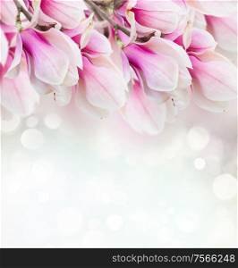 Fresh pink magnolia tree flowers against blue and green bokeh background. pink magnolia tree flowers