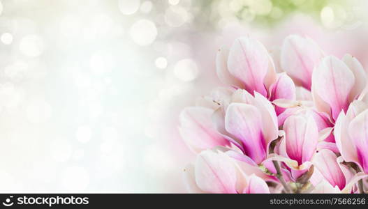 Fresh pink magnolia tree flowers against bokeh background banner. pink magnolia tree flowers