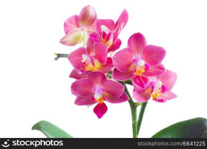 Fresh pink orchid close up isolated on white background. Fresh pink orchid
