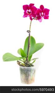 Fresh pink orchid in pot. Fresh red orchid with green leaves in pot isolated on white background
