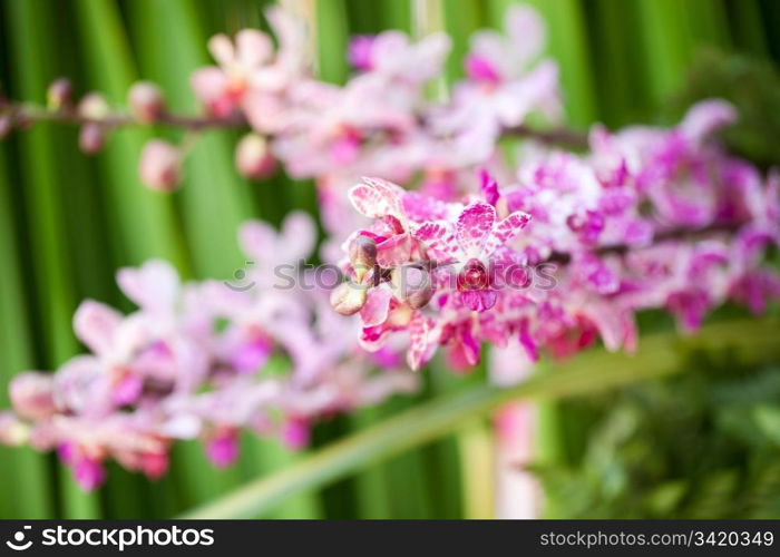 Fresh pink orchind on green leaves