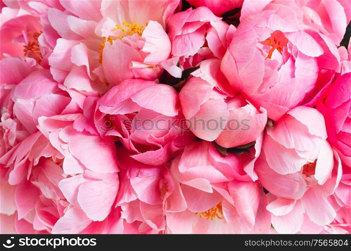 fresh pink peony flowers in vase close up. Pink floral background