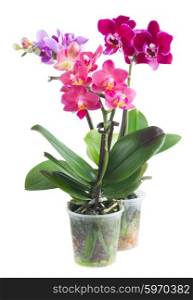 Fresh pink, purple and blue orchid with green leaves isolated on white background