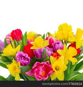 fresh pink, purple and red  tulips and daffodils close up isolated on white background. bouquet of   tulips and daffodils