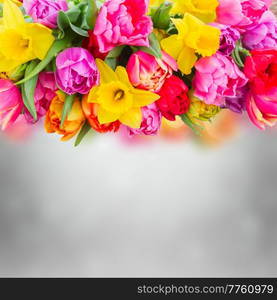 fresh pink, purple and red  tulips and daffodils flower on gray bokeh background. bouquet of   tulips and daffodils