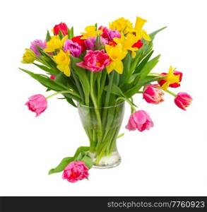 fresh pink, purple and red  tulips and daffodils in glass vase isolated on white background. bouquet of   tulips and daffodils